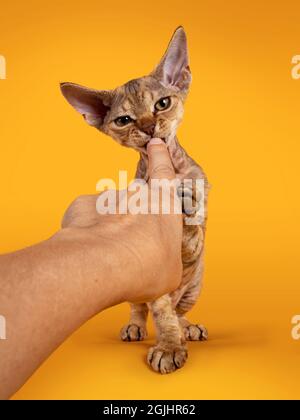 Tabby brun chaud Devon Rex chat chaton, piquant dans le doigt humain. Regarder vers un appareil photo avec des yeux dorés. Isolé sur un fond jaune orange. Banque D'Images