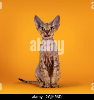 Chatte de chat Devon Rex, tabby brun chaud, assis face à l'avant avec la langue hors de la bouche. Regarder vers un appareil photo avec des yeux dorés. Isolé sur un orang Banque D'Images
