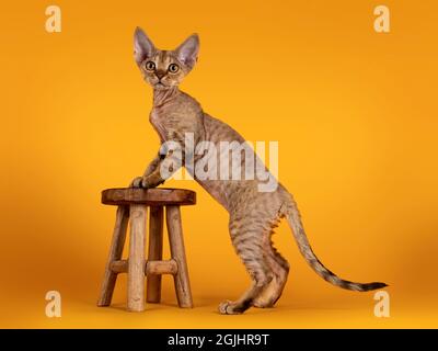 Tabby brun chaud Devon Rex chat chaton, debout côtés avec pattes avant sur petit tabouret. Regarder vers un appareil photo avec des yeux dorés. Isolé sur une ora Banque D'Images