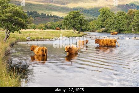 Bovins des Highlands les vaches des Highlands se refroidissent en été à Lyon, Glen Lyon, Écosse, Royaume-Uni Banque D'Images