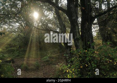 La lumière du soleil se déforme dans le feuillage des bois près de Brimham Rocks à Niddoderville, dans le North Yorkshire, au Royaume-Uni Banque D'Images