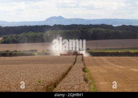 Champ de blé de la récolte Banque D'Images