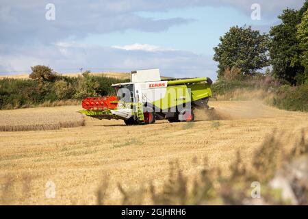 Champ de blé de la récolte Banque D'Images