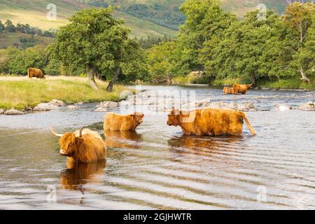 L'Ecosse Highland cattle Banque D'Images
