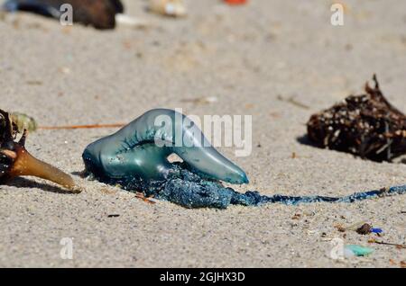 Kleine Portugiesische Galeere, Portugais man o' war, méduse bleu, Physalia utriculus, Südafrika, afrique du Sud Banque D'Images