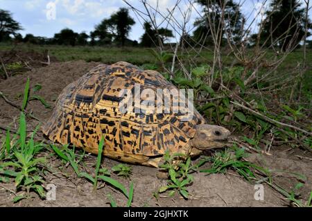 Pantherschildkröte, tortue léopard, Geochelone pardalis, Tansania, Ostafrika, Tanzanie, Afrique de l'est Banque D'Images