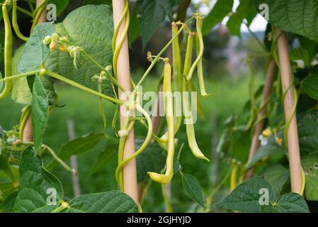 Croquant les haricots jaunes « Kentucky Wonder Wax » sur une partie, South Yorkshire, Angleterre, Royaume-Uni. Banque D'Images