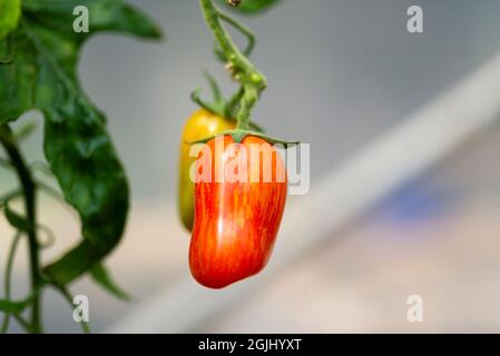 Tomate 'Sweet Casaday' une petite tomate prune, poussant dans un polytunnel, Angleterre, Royaume-Uni. Banque D'Images