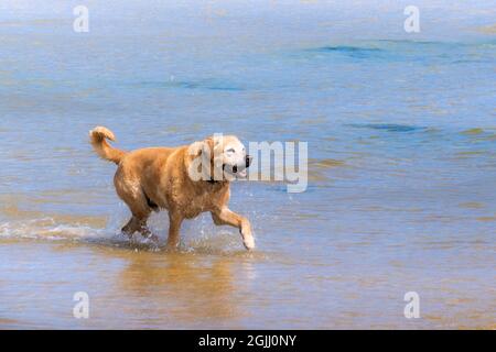 Plage de Mawgan Porth à Cornwall au Royaume-Uni ; un Labrador doré mature qui s'amusent à courir dans la mer sur une plage de Cornish adaptée aux chiens. Banque D'Images