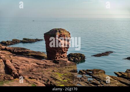 La pile de la mer Deil's Heid (Devil's Head) à Seaton Cliffs, à côté du chemin côtier Angus, près de la ville d'Arbroath, Angus, en Écosse Banque D'Images