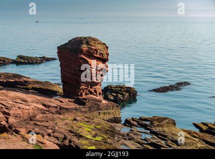 La pile de la mer Deil's Heid (Devil's Head) à Seaton Cliffs, à côté du chemin côtier Angus, près de la ville d'Arbroath, Angus, en Écosse Banque D'Images