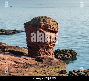 La pile de la mer Deil's Heid (Devil's Head) à Seaton Cliffs, à côté du chemin côtier Angus, près de la ville d'Arbroath, Angus, en Écosse Banque D'Images