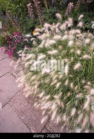 Pennisetum ou Fountain Graass Grass Grass Grass P. alopecuroides qui grandit comme une usine d'accent de la frontière avant aux jardins de Sissinghurst dans le Kent au Royaume-Uni Banque D'Images