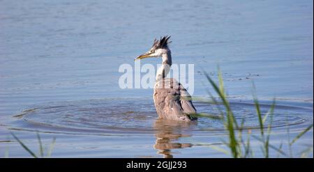 Le héron gris Ardea cinerea s'est étonné d'avoir omis de pêcher - Kent UK Banque D'Images