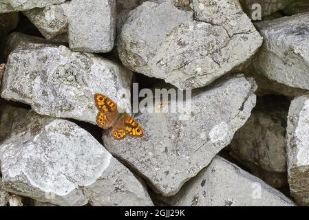 Papillon de mur mâle Lasiommata megera sur un mur de pierre sèche Derbyshire - Peak District UK Banque D'Images