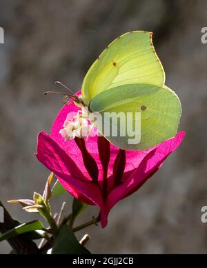 Gonopterix rhamni, pierre d'honneur, se nourrissant de la fleur de Bougainvillea dans la péninsule de Pélion en Grèce Banque D'Images