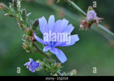 Chicory - Cichorium intybus comme un gros plan Banque D'Images