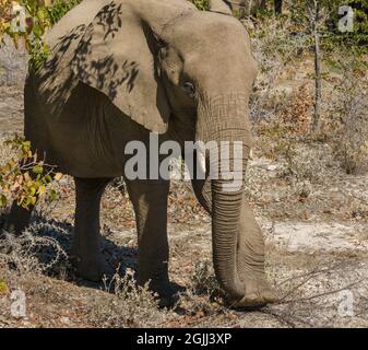 Jeune éléphant d'Afrique broutant les arbres et buissons du désert dans le nord de la Namibie Banque D'Images