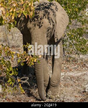 Jeune éléphant d'Afrique broutant les arbres et buissons du désert dans le nord de la Namibie Banque D'Images