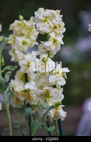 Belles fleurs colorées qui poussent dans la prairie ensoleillée d'été. Banque D'Images