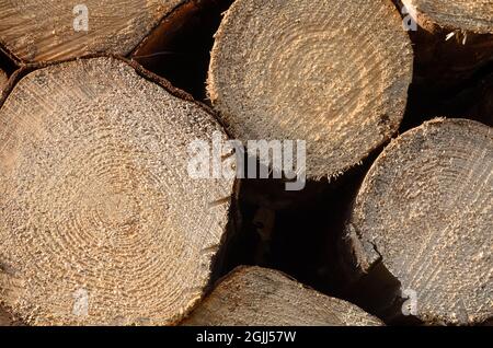 Pile d'arbres abattus sur un site d'exploitation forestière de la forêt, vue de face de la coupe transversale avec des anneaux de croissance ou d'âge, industrie du bois Banque D'Images