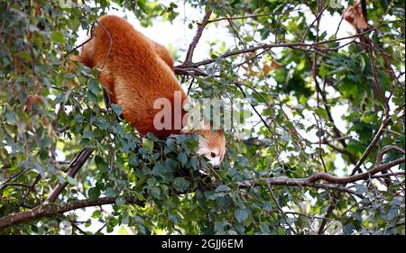 Panda rouge dans un parc animalier Banque D'Images