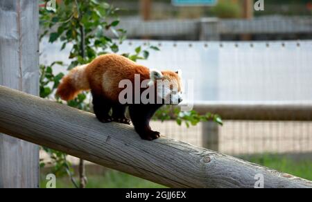 Panda rouge dans un parc animalier Banque D'Images