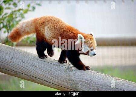 Panda rouge dans un parc animalier Banque D'Images