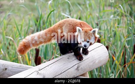 Panda rouge dans un parc animalier Banque D'Images