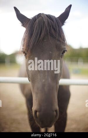 Portrait en gros plan d'un cheval brun paître sur un ranch en un jour d'automne. Banque D'Images