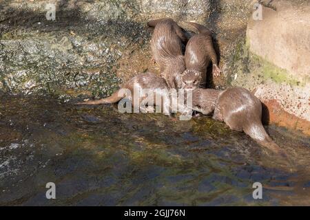 Des loutres asiatiques à courte portée de griffe dans une piscine en enceinte du parc animalier de Newforest uk jouent à la lutte contre les pieds de lit de toile épais queues coniques petites oreilles chien comme le visage Banque D'Images