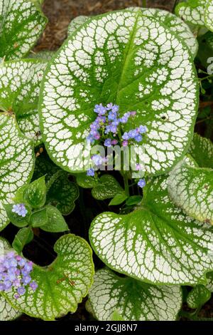 Brunnera ‘cœur de l’ation’ brillant sibérien Banque D'Images