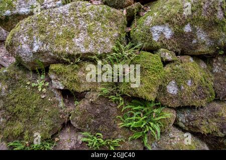 Gros plan d'un mur en pierre naturelle avec de la mousse et de petites fougères comme texture ou fond Banque D'Images