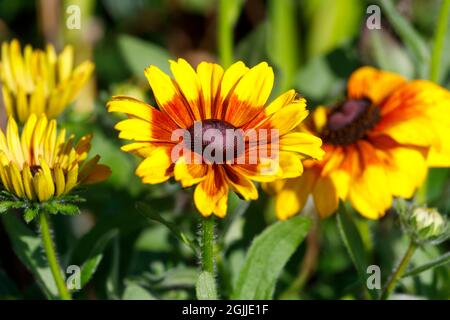 Fleurs jaunes de Rudbeckia Summerina, Sussex, Royaume-Uni Banque D'Images