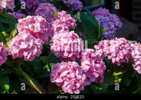 Fleurs d'hortensia roses, Sussex, Royaume-Uni Banque D'Images