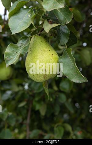 poires mûres accrochées à la branche sur fond de feuillage vert, fruits dans le jardin, vue latérale, gros plan Banque D'Images