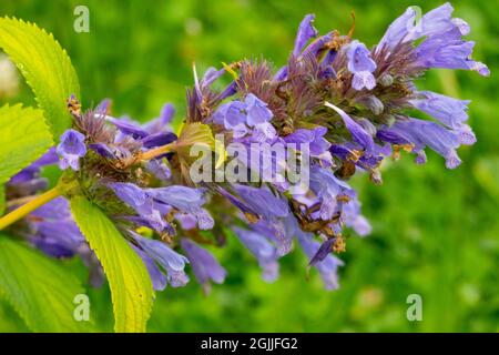 Menthe Nepeta 'Weinheim Big Blue' Banque D'Images