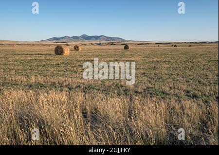 Balles rondes dans un champ avec les Sweet Grass Hills (ou Sweetgrass Hills) en arrière-plan Banque D'Images
