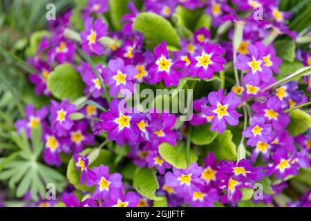 beaucoup de belles primroses poussant dans le jardin au soleil de printemps Banque D'Images