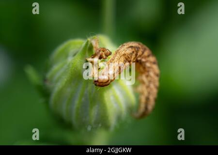 Chenille de la sous-aile jaune à large bordure, Noctua fimbriata, vue au printemps dans un jardin à Tiraspol, République de Moldova Banque D'Images