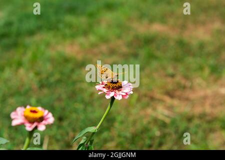 Le papillon fritillaire vert foncé recueille le nectar sur la fleur rose de Zinnia dans le jardin. Speyeria aglaja, anciennement connu sous le nom d'Argynis aglaja est une spe Banque D'Images