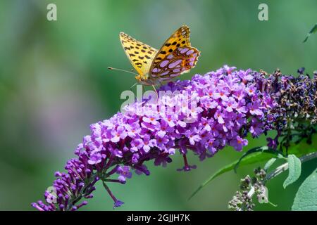 Papillon sur lilas d'été Frise vert foncé Argynnis aglaja, papillon sur Buddleja Buisson de papillon Banque D'Images