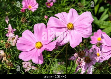 COSMOS bipinnatus 'sonata Pink' plante florale d'été avec une fleur d'été rose, image de stock photo Banque D'Images