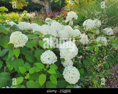 Hydrangea arborescens 'Annabelle' été automne plante à fleurs avec une fleur blanche d'été, photo de stock Banque D'Images