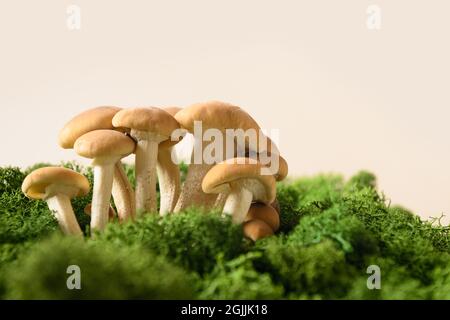 Champignons de miel en mousse forestière. Concept choisir les champignons. Gros plan Banque D'Images