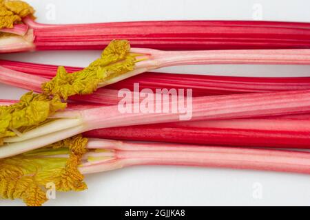 Tiges de rhubarbe forcées, rheum, sur fond blanc Banque D'Images