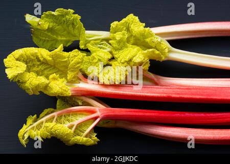 Tiges de rhubarbe forcées, rheum, sur fond noir Banque D'Images