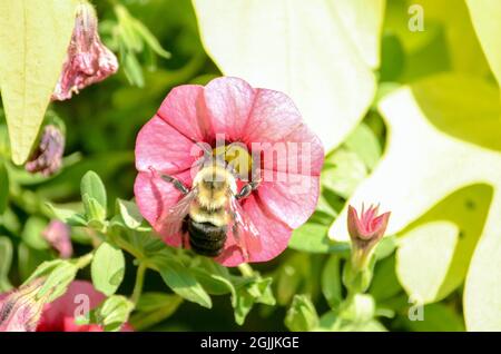 Bumble abeilles sur fleurs Banque D'Images
