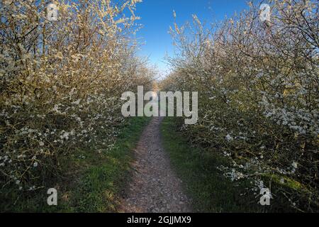 Une belle promenade matinale au printemps, sur un sentier bordé de haies en fleur. Banque D'Images