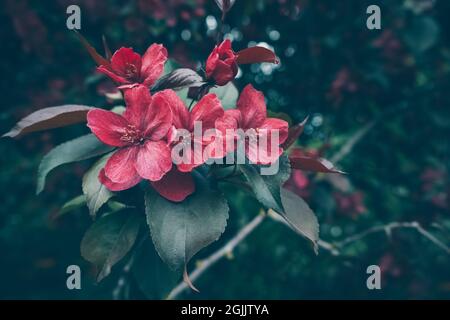 gros plan sur les fleurs d'un pommier de la royauté malus avec un arrière-plan sombre et flou Banque D'Images
